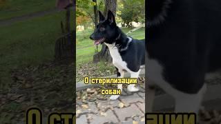 О стерилизации собак  #питомцы #стерилизация #собака #щенок #прогулкассобакой