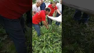 water melon farming in china