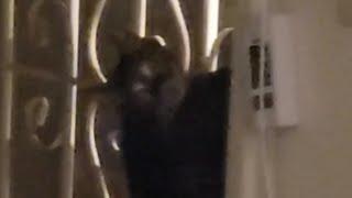 I have another spider cat   https://youtu.be/WNkUgJ0qrB0?si=0cpk8_QIcelvxBdQ