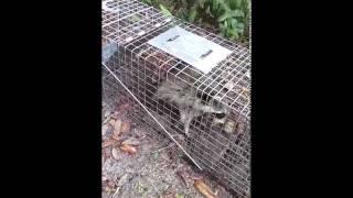Releasing a raccoon in Tampa
