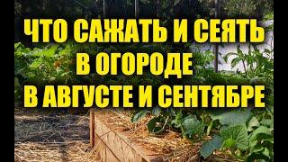 ЧТО ПОСАДИТЬ И ПОСЕЯТЬ В ОГОРОДЕ В АВГУСТЕ СЕНТЯБРЕ НА ДАЧЕ