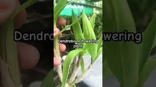 Orchid online sale Malayalam Najis world #orchidnursery #onlinesale