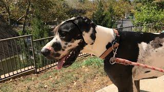 Preventing Common Health Issues in Great Danes