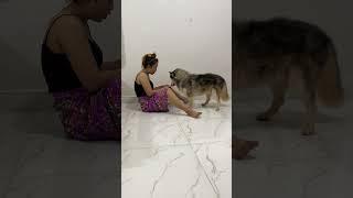 Aww!! When TONY need to play but KOUCH give food #shorts #careful #funny