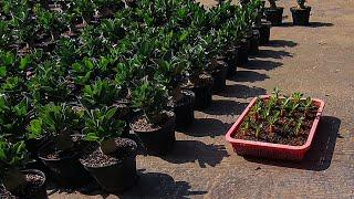 How to Take Care of One Month Old Adenium Plant Seedlings. Desert Rose Bonsai