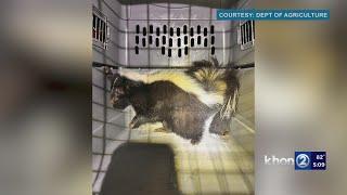 Skunk caught at Kakaʻako Waterfront Park