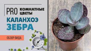 Суккулент Каланхоэ Зебра - неприхотливое комнатное растение в полоску