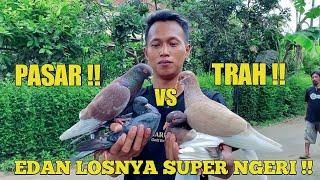 EDAN‼️MERPATI TRAH VS MERPATI PASAR LOSNYA NGERI BENER