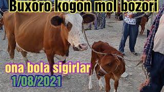 Kogon mol bozori ona bola sigirlar narxlari 1/08/2021