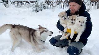 Adult Husky Teaches Tiny Puppies Snow Games!