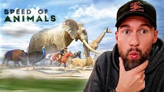 Die SCHNELLSTEN an Land lebenden TIERE im VERGLEICH! | Robert Marc Lehmann reagiert auf RED SIDE