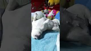 #frenchbulldog #fypspotted #fypyoutube #mamicha#youtubeshort