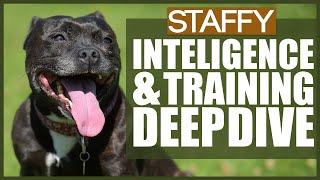 How Much Do You NEED TO TRAIN Your STAFFORDSHIRE BULL TERRIER