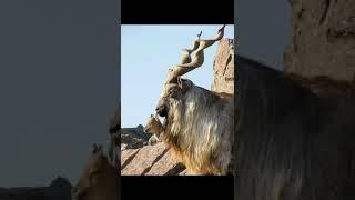 Tajikistan.wildlife #hunting #shorts #travel #охота #wild #huntingphoto #huntingthings #pakistan
