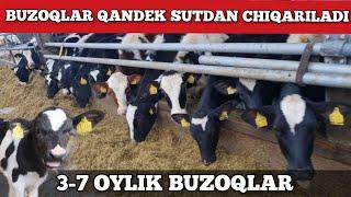 MANA 3-7 OYLIK BUZOQLAR QANDEK BOQILADI. #buzoqlar