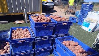 NOS FUIMOS SACAR PAPAS AL CAMPO | Villa del prado 