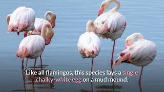 Greater Flamingo  Description, Characteristics and Facts