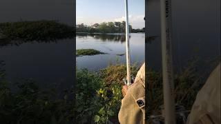 #shorts #fishing #fish Amazing fisherman caching skills