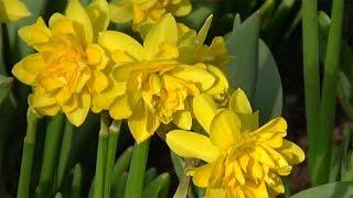 Narcissus 'Tête Bouclé' - FarmerGracy.co.uk