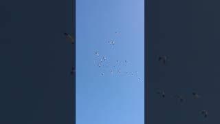 Исчезающих белых журавлей сняли в небе над Приамурьем