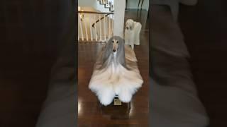 SkinWalker Disguised As Animals ️ PRT-31 #viral #ytshorts