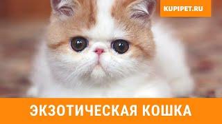 ЭКЗОТИЧЕСКАЯ КОШКА ВСЕ О ПОРОДЕ. ИНТЕРЕСНЫЕ ФАКТЫ