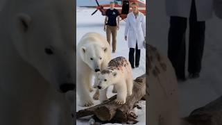 Heartwarming rescue by rescue team saves bear cub injured by barnacles.