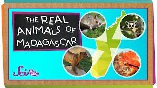 The Real Animals of Madagascar | Animal Science for Kids