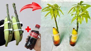 SUPER SPECIAL TECHNIQUE for propagating yellow mango trees with coca-cola, super fast growth