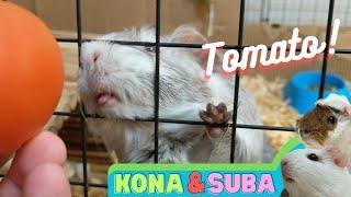 Guinea Pigs Go CRAZY For Tomato!