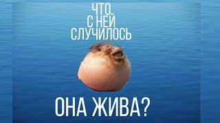 Что случилось с рыбой фугу meme