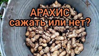 Эксперимент с арахисом