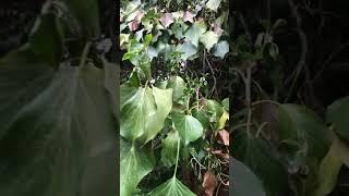 Cutting English Ivy off of a Native Tree (Part 2)