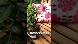 The Desert Rose is a Must-Have! #houseplant