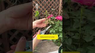 Ways to prune roses #namrose #greenrose #rose