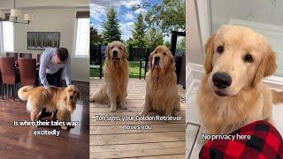 Ten Signs Your Golden Retriever Loves You