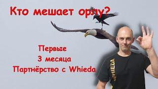 Whieda – 3 месяца в бизнесе. Ушел из Fohow и НЕ пожалел.