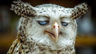 Funny Owls And Cute Owls Compilation