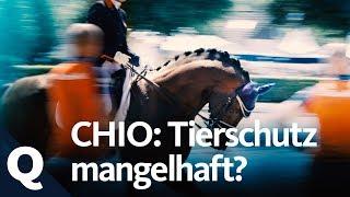 Tierschutz: Mangelhafte Kontrollen beim Reitturnier CHIO? | Quarks