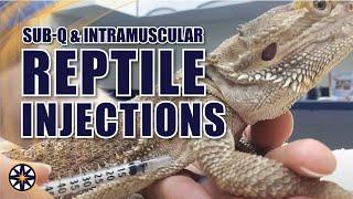 Subcutaneous and Intramuscular Injections for Reptiles