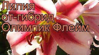 Лилия от-гибрид Олимпик Флейм (lilium)  обзор: как сажать, луковицы лилии Олимпик Флейм