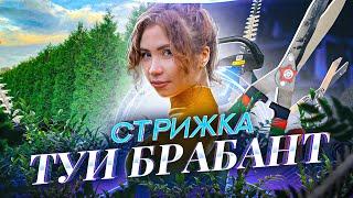 ТУЯ БРАБАНТ  Стрижка, обрезка и формирование в живую изгородь