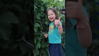 Виноград - легко! Сможет даже ребенок! #grape #виноград #garden