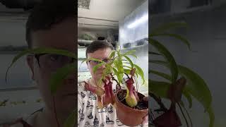 Вау! #shortvideo #москва #экзотика #цветыдлядома #цветы #непентес #кувшин #тропическиецветы