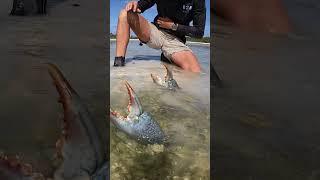 GIANT MUDCRAB! Barehanded Catch