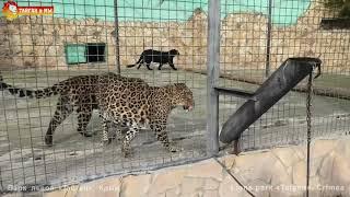 Что творят эти леопарды! А как разговаривают! Тайган. What are these leopards doing! How they talk!