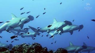 School of Hammerhead Sharks at San Benedicto