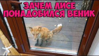 Alice the fox. Fox puts things in order on the site with a broom.