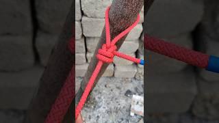 A Great Knot Knot in Our Daily Life 