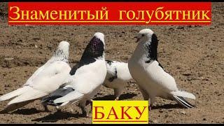 Бакинские голуби Алиева Октая в Баку! (Бина)